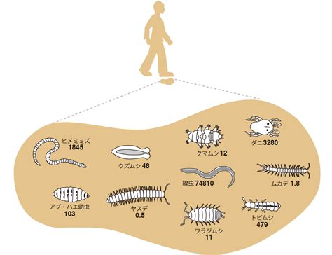 土 動物|森林の土壌動物（森林生態系のしくみと働き）